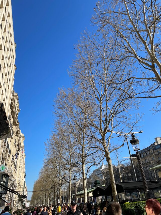 trees in paris